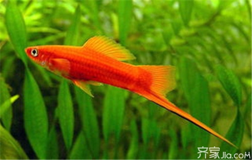 紅腹食人鯧怎么養？食人間魚的繁殖方法