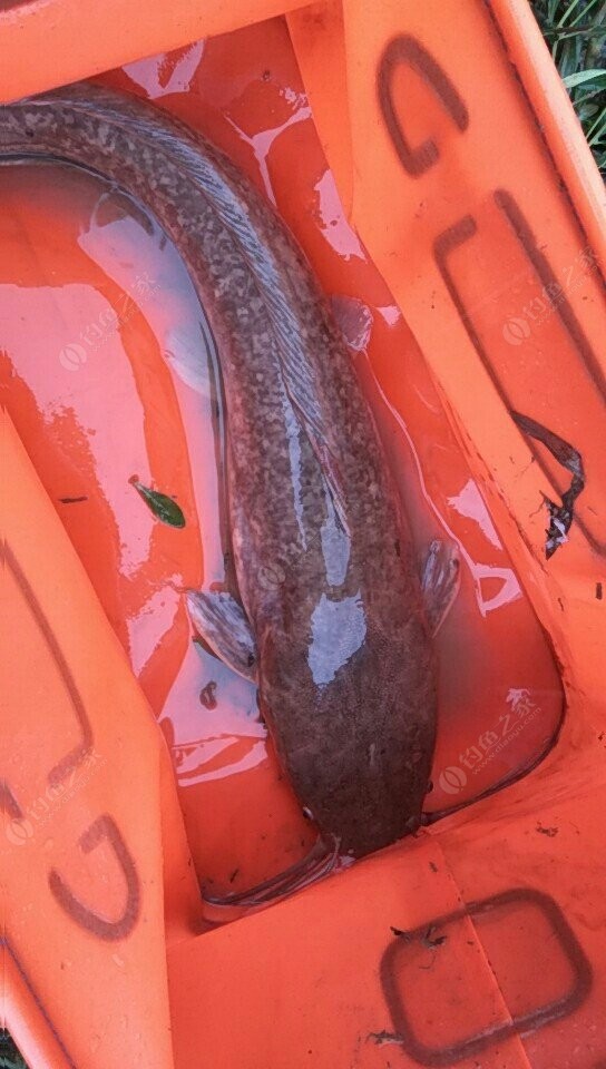 鯰魚多少錢一斤_鯰魚多少錢一斤_鯰魚多少錢一斤