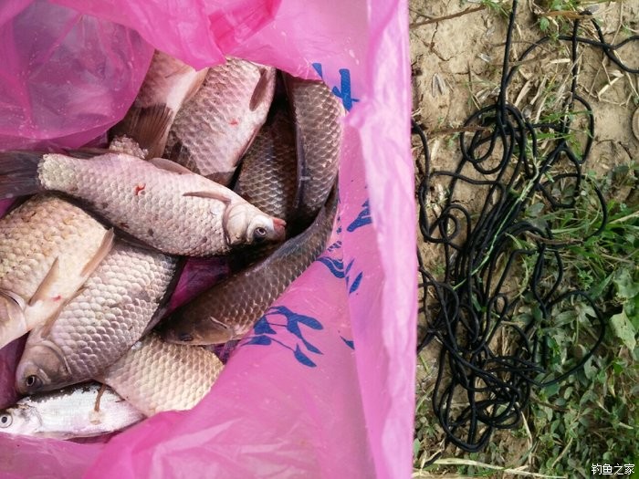 夏季鯽魚怎么釣好釣_夏季鯽魚技巧野釣視頻教程_夏季野釣鯽魚技巧