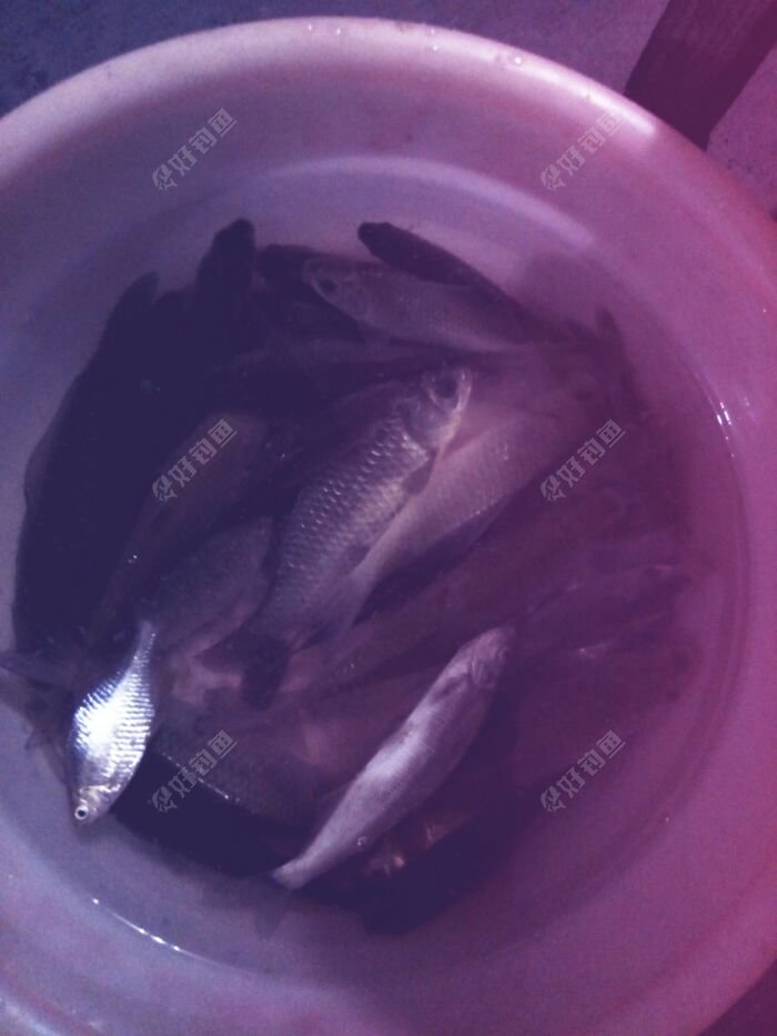 夏季鯽魚怎么釣好釣_夏季鯽魚怎么釣釣鯽魚技巧_夏季野釣鯽魚技巧
