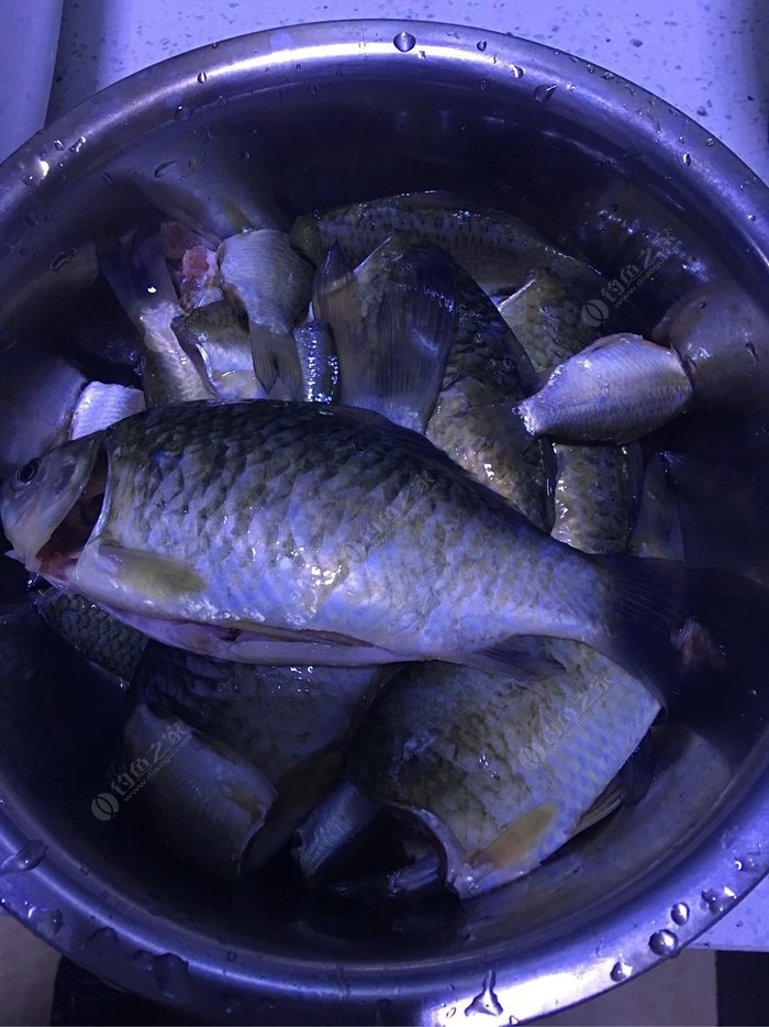 釣鯉魚打窩用顆粒還是玉米_釣鯉魚打窩用什么餌料最好_釣鯉魚用什么打窩