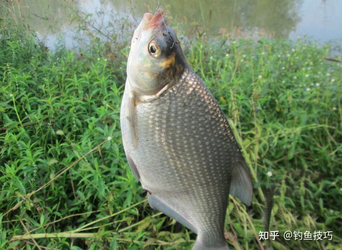 釣魚技巧大全視頻教程_釣魚技巧及方法_釣魚技巧