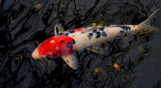 金色鯉魚能吃嗎_金色鯉魚_金色鯉魚王