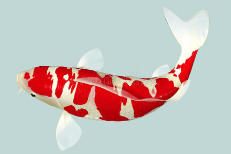 金色鯉魚王_金色鯉魚_金色鯉魚能吃嗎