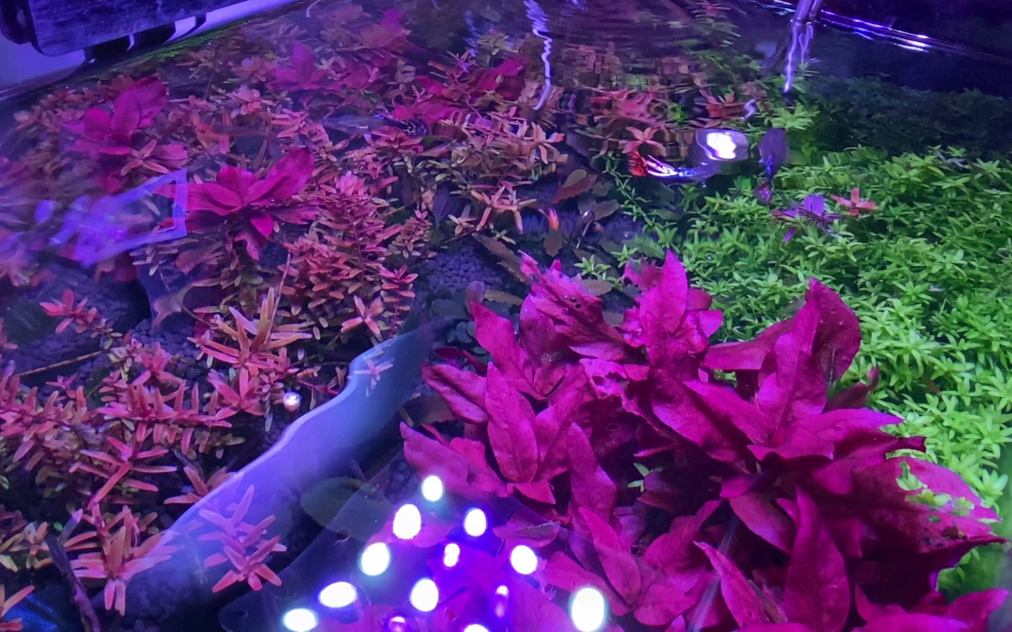 孔雀養魚養幾條好呢_養孔雀魚的三忌_孔雀魚怎么養