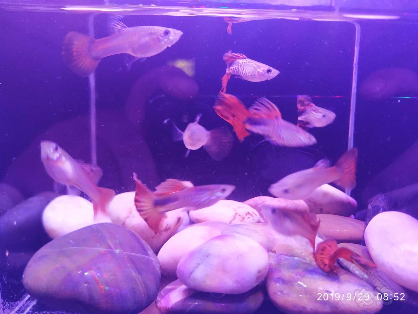 孔雀養魚養幾條好呢_孔雀魚怎么養_養孔雀魚的三忌