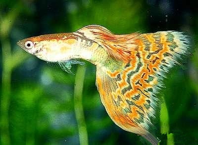 孔雀魚怎么養_養孔雀魚的幾個問題_孔雀魚養魚