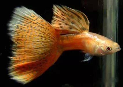孔雀魚養魚_養孔雀魚的幾個問題_孔雀魚怎么養