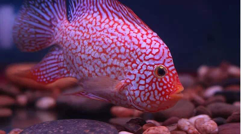 羅漢魚頭起疙瘩_羅漢魚頭起泡怎么了_羅漢魚起頭