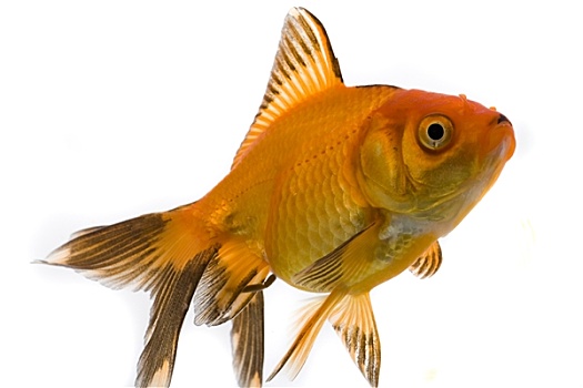 觀賞魚多久喂一次食_我愛觀賞魚_觀賞魚種類