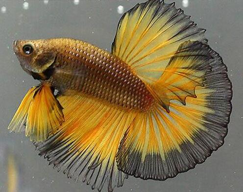 斗魚吃小魚嗎_斗魚吃啥飼料_斗魚吃什么