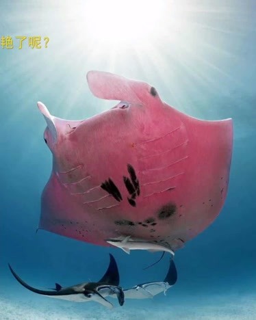 什么是黃貂魚_巨型黃貂魚_巨型黃貂魚vs巨齒鯊