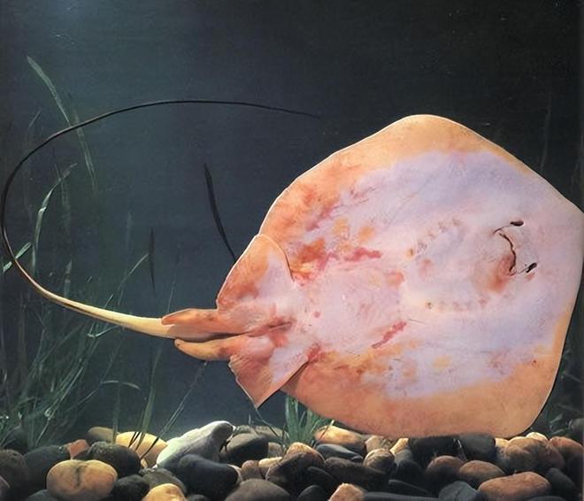 巨型黃貂魚_什么是黃貂魚_巨型黃貂魚vs巨齒鯊