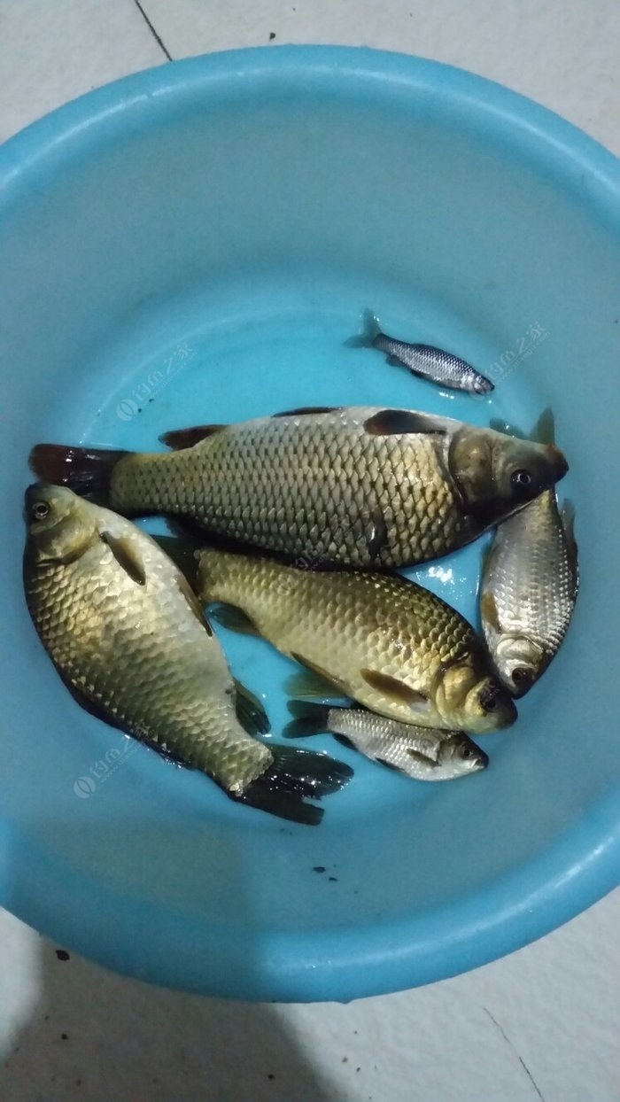 釣魚游戲_釣魚視頻大全\手桿釣魚_怎樣釣魚