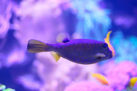 巨型黃貂魚vs巨齒鯊_巨型黃貂魚_什么是黃貂魚