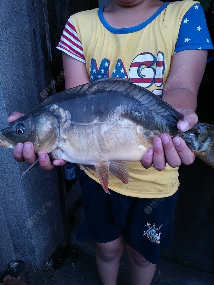 龍利魚是無鱗魚嗎_冰鱗藍魚_三道鱗是什么魚