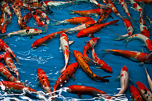 三道鱗是什么魚_冰鱗藍魚_龍利魚是無鱗魚嗎