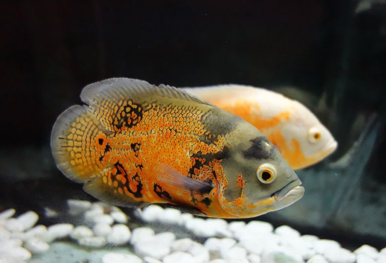 地圖魚吃什么_地圖魚吃什么_地圖魚吃什么飼料比較好