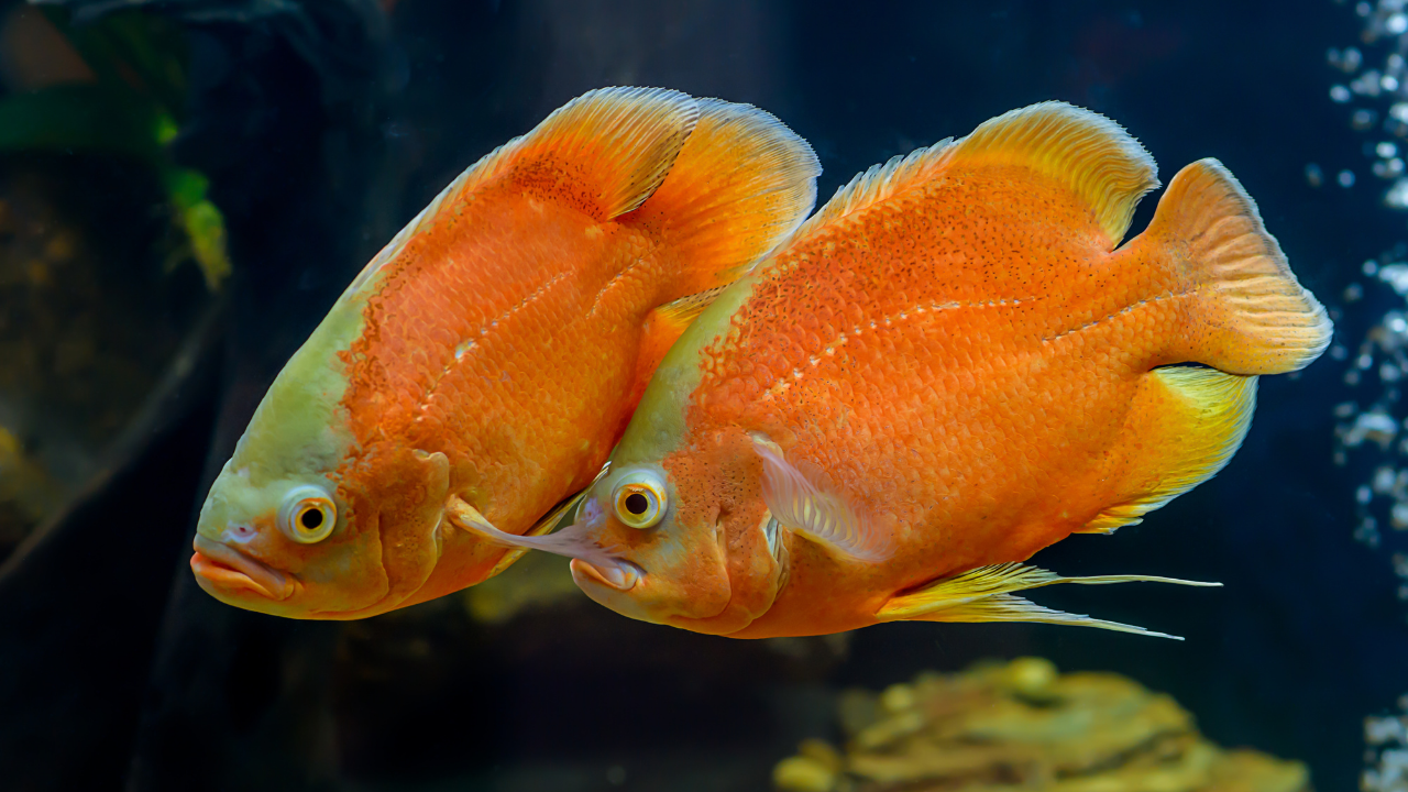 地圖魚吃什么_地圖魚吃什么_地圖魚吃什么飼料比較好