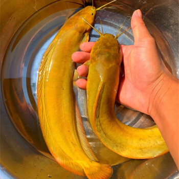 地圖魚吃什么_地圖魚吃什么飼料比較好_地圖魚吃什么