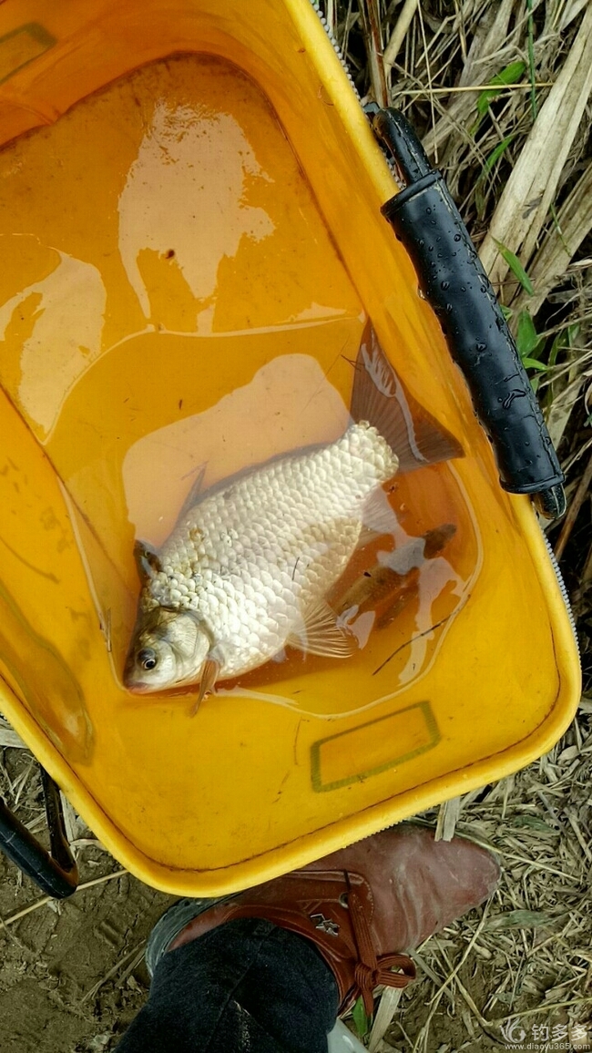 釣鯽魚深秋用什么飲料最好_深秋釣鯽魚調幾釣幾_深秋釣鯽魚