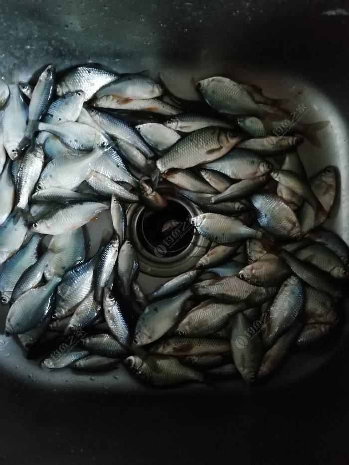 釣魚冬季可以用拉餌嗎_釣魚冬季用什么小藥最好_冬季釣魚