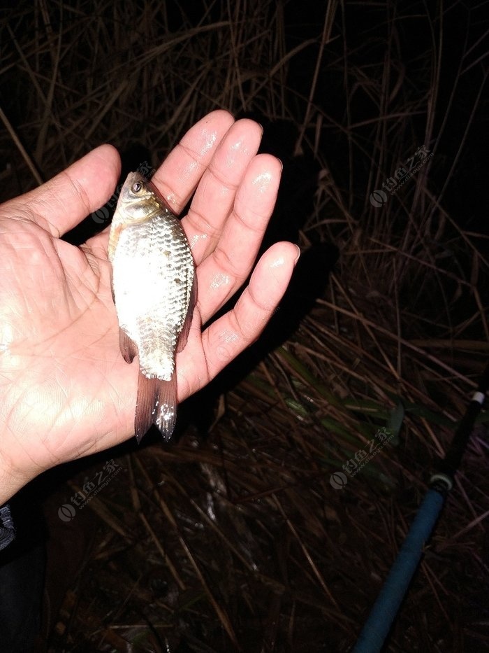 釣鯽魚深秋用什么飲料最好_深秋野釣鯽魚_深秋釣鯽魚