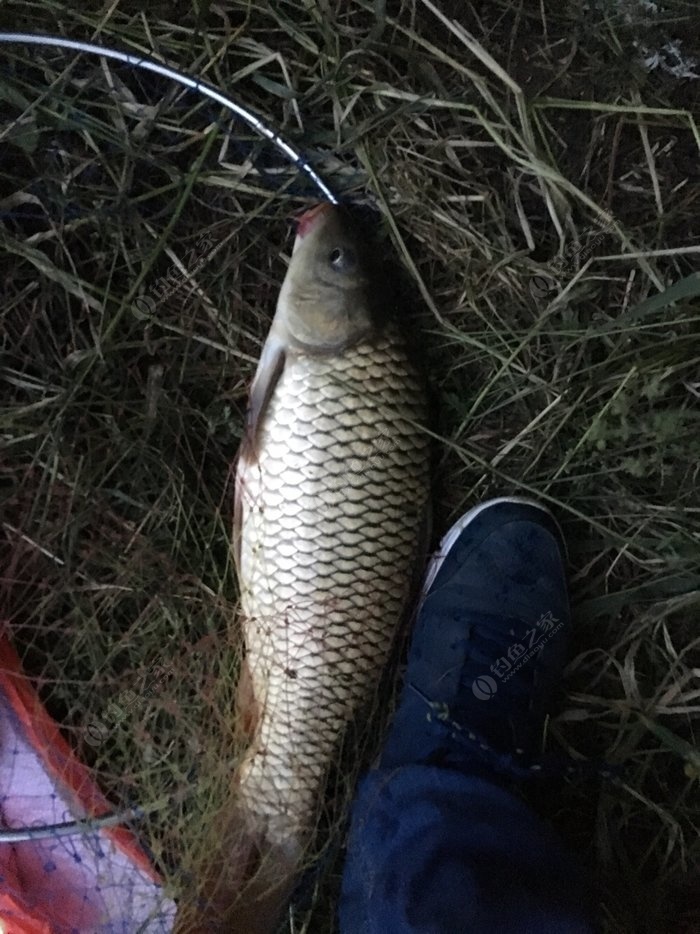 深秋釣鯽魚_深秋野釣鯽魚_釣鯽魚深秋用什么飲料最好