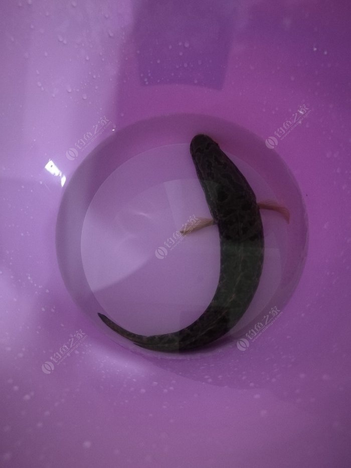 釣大魚視頻野釣實戰_釣大魚視頻_釣大魚小視頻