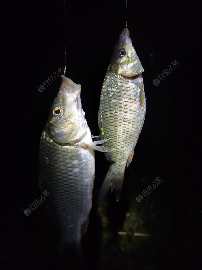 釣魚初春技巧視頻_初春釣魚技巧_釣魚初春技巧和方法