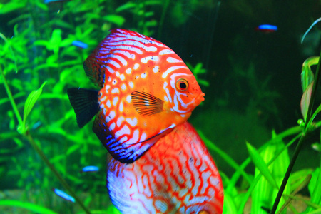 小魚生仔_小魚生了怎么辦_魚生小魚