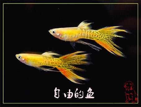 魚生小魚_小魚生魚寶寶前的狀態_小魚生仔