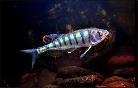 小魚生仔_魚生小魚_小魚生魚寶寶前的狀態