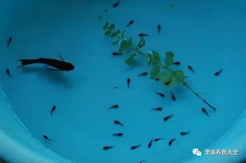 小魚生了怎么辦_魚生小魚_小魚生小魚