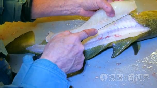 油魚和鱈魚的區別_區別魚油鱈魚的好壞_區別魚油鱈魚的真假