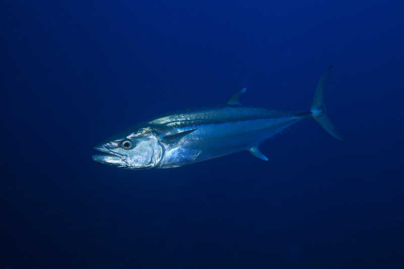 藍鰭金槍魚auv_藍鰭金槍魚金槍魚_藍鰭金槍魚