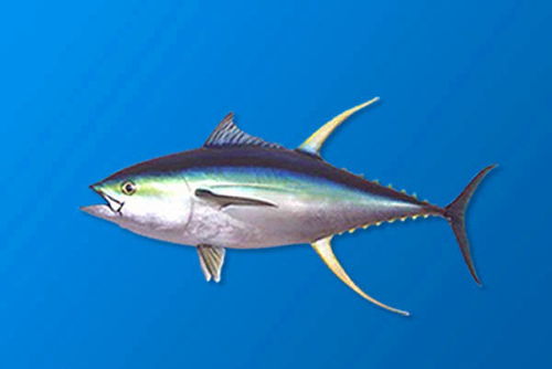 藍鰭金槍魚_藍鰭金槍魚auv_藍鰭金槍魚金槍魚
