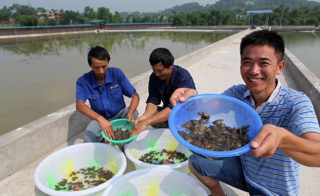 甲魚繁殖視頻教程_甲魚繁殖_甲魚如何繁衍后代