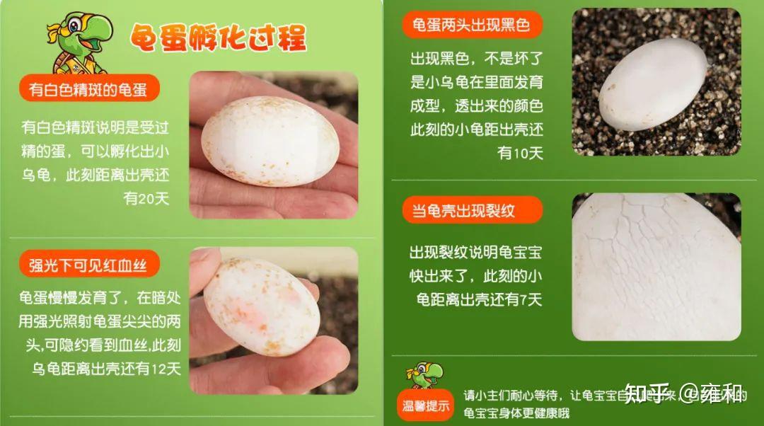 甲魚怎么繁殖一次幾個_甲魚如何繁衍后代_甲魚繁殖