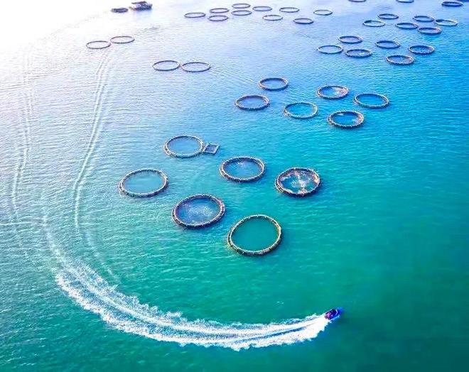甲魚繁殖視頻教程_甲魚怎么繁殖一次幾個_甲魚繁殖