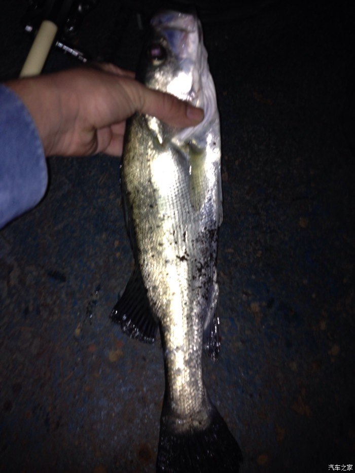 垂釣海鱸魚_海釣鱸魚技巧_技巧鱸魚海釣視頻教程