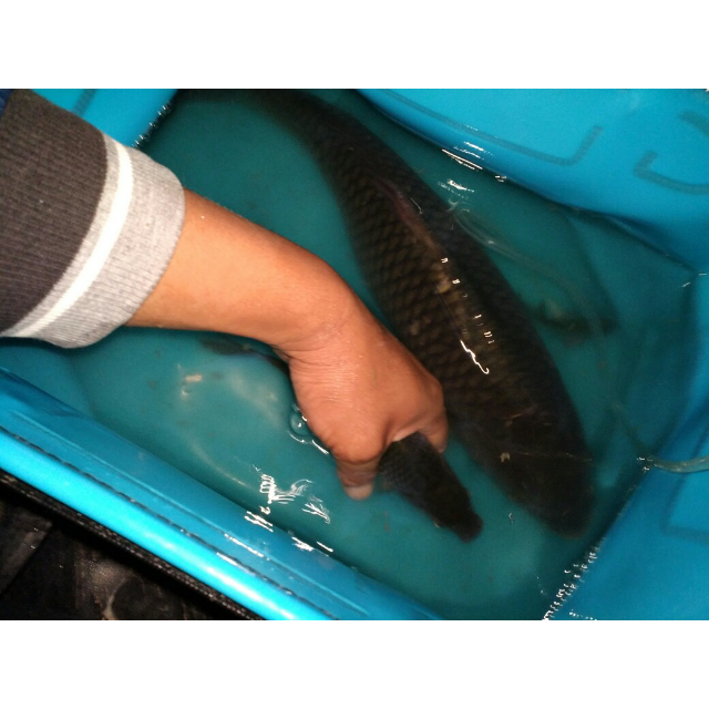 鰱魚餌料怎么搭配_鰱魚餌料_鰱魚餌料制作方法大全