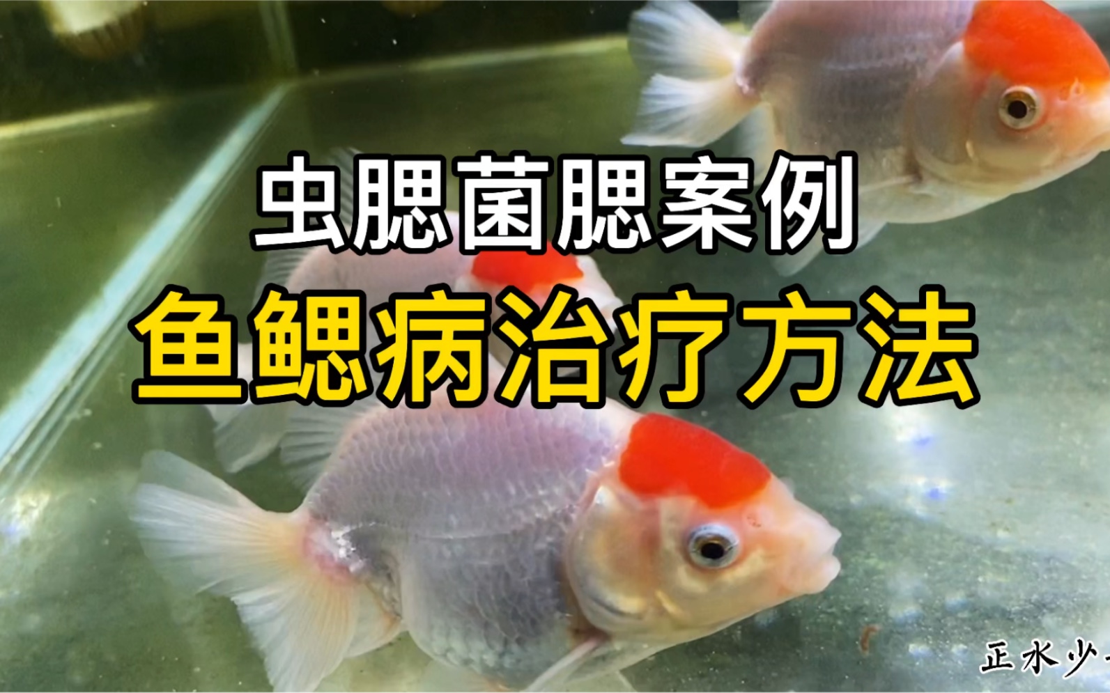 養殖水蚤水位多少最好_養殖水蚤需要充氧嗎_水蚤養殖