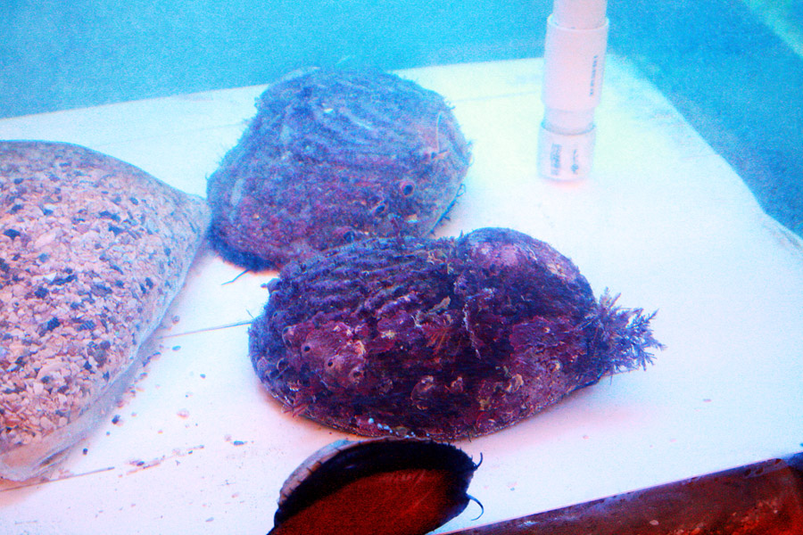 如何洗殺鮑魚_鮑魚如何殺如何清洗_鮑魚怎么殺和清洗