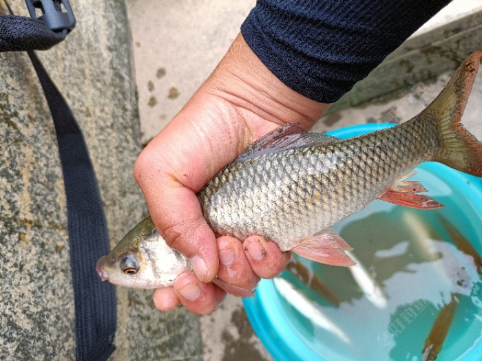 鯪魚是海魚還是淡水魚_鯪魚怎么做好吃_鯪魚