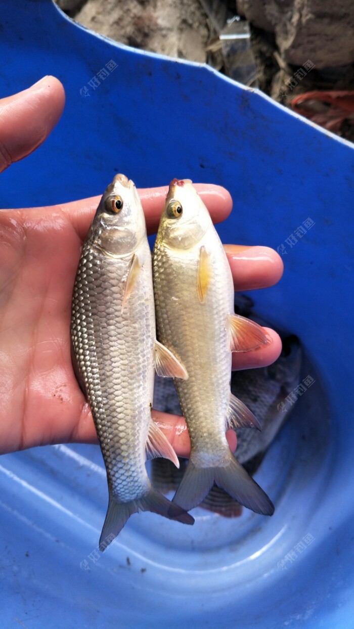 鯪魚怎么釣_鯪魚_鯪魚是海魚還是淡水魚