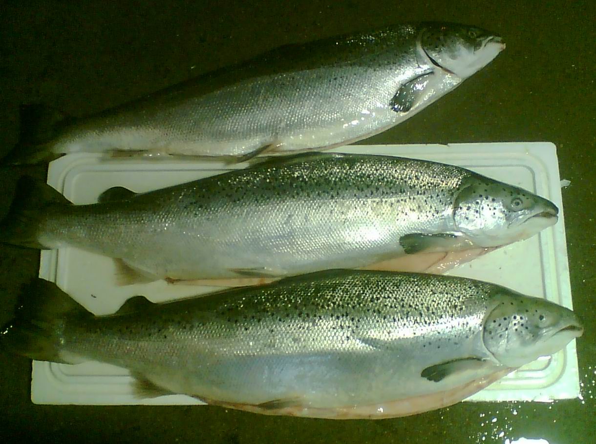 區分三文魚和虹鱒魚_辨別三文魚和虹鱒魚_虹鱒魚和三文魚的區別
