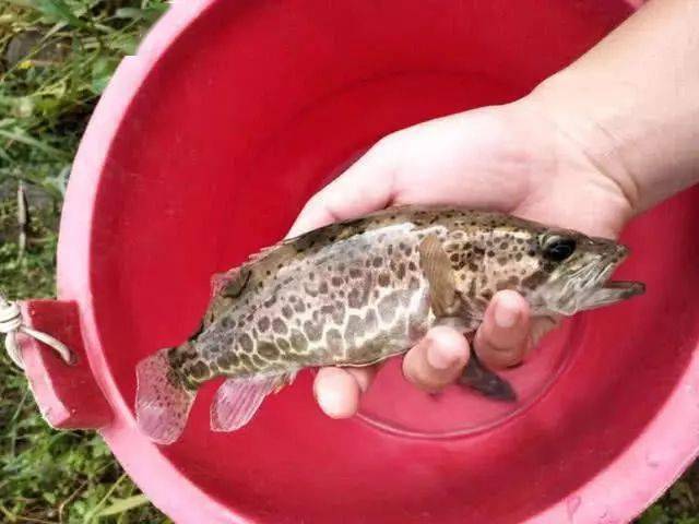 釣魚游戲真實模擬釣魚_天天釣魚游戲_釣魚游戲真實版