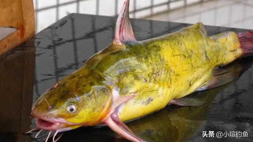 釣魚游戲真實版_天天釣魚游戲_釣魚游戲大全