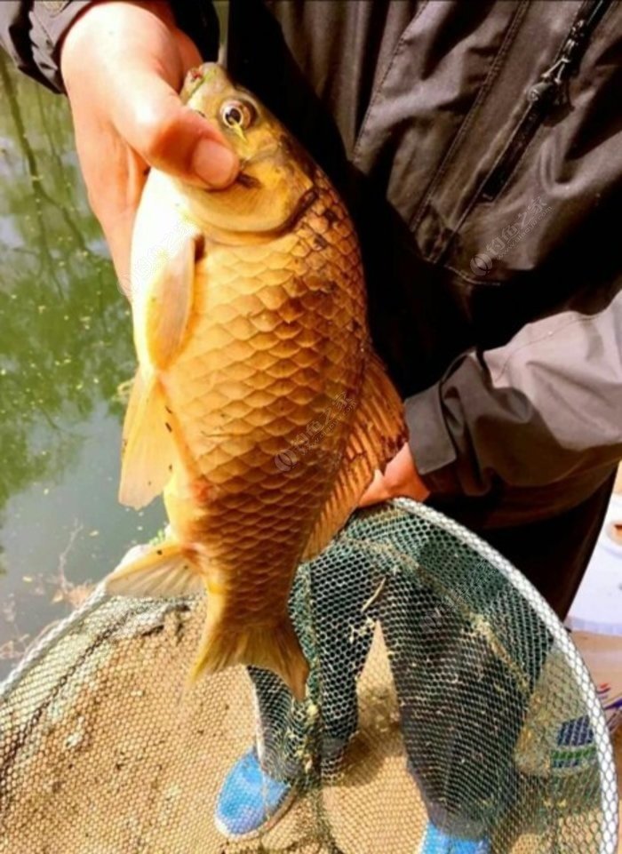 釣魚游戲真實版_天天釣魚游戲_釣魚游戲大全